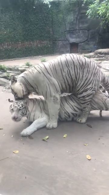 Cọp trắng giao phối công khai