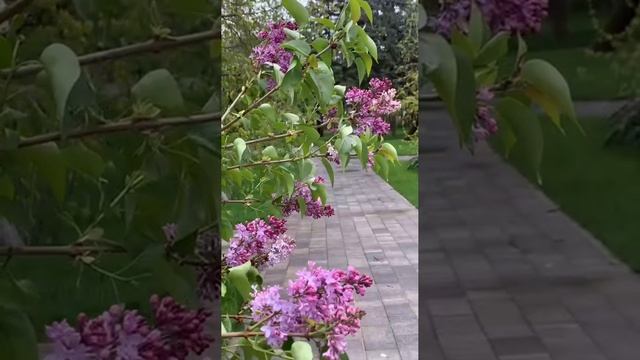 ВУНЬО