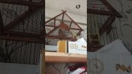 птица щегол