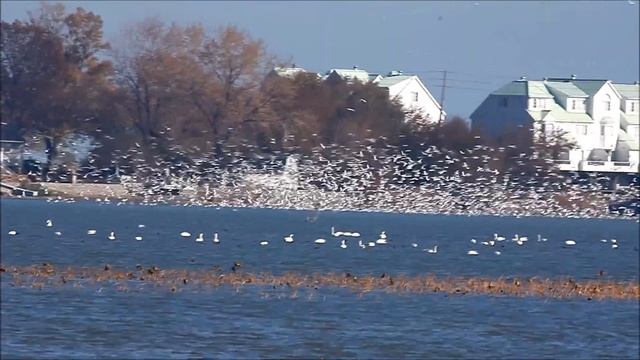 Gull Feeding Frenzy