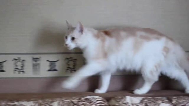Кот мейн-кун Dondelion ANZBOR*RU 9.5мес