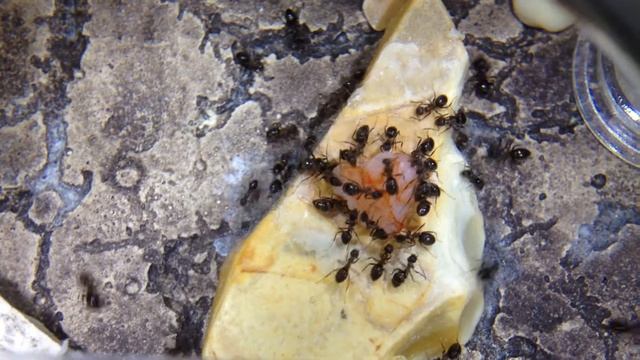 Lasius emarginatus eat a shrimp