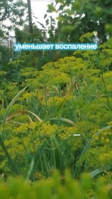 УКРОПНАЯ ВОДА. Польза для организма  #укроп #здоровоепитание #здоровыйобразжизни #пользаивред