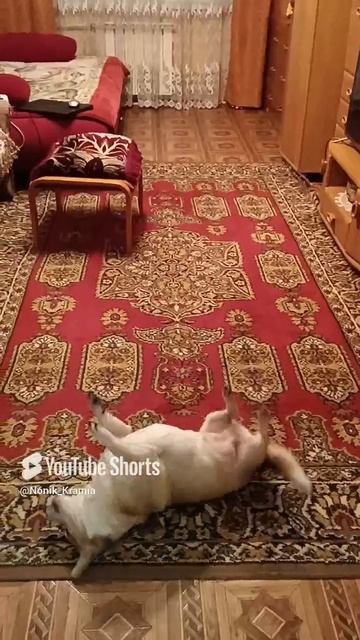 1000170054.mp4 сколько радости
