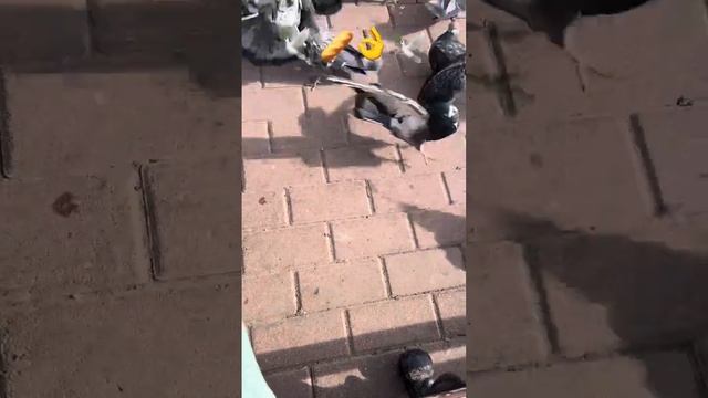 Как здорово, что все мы здесь , сегодня собрались : голубиный 🕊️ перекус 🥖😉👌👋