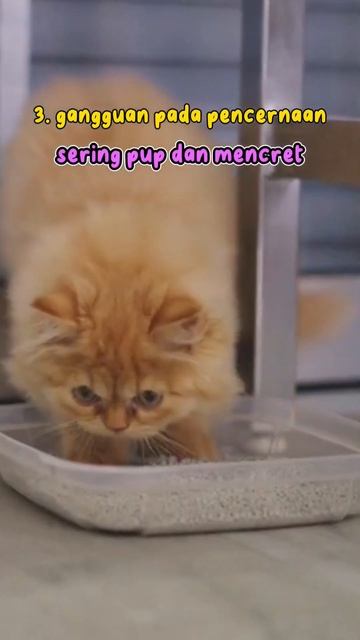 tanda-tanda kucing kamu punya alergi makanan