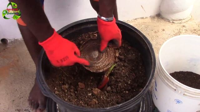 How To Grow A Banana Plant In A Pot || Agrosuede ✔