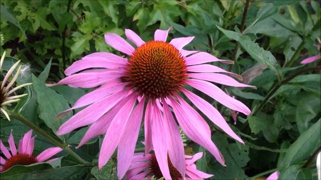 Echinacea purpurea (Purple Coneflower)