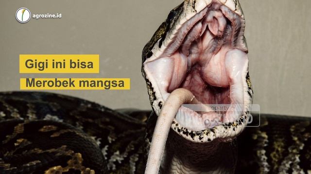 Jenis Ular Terbesar dan Paling Berbahaya di Dunia. Mulai King Kobra, Mamba, hingga Viper Russel