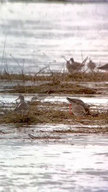 Nothing to see here. Just some Redshank floating by.