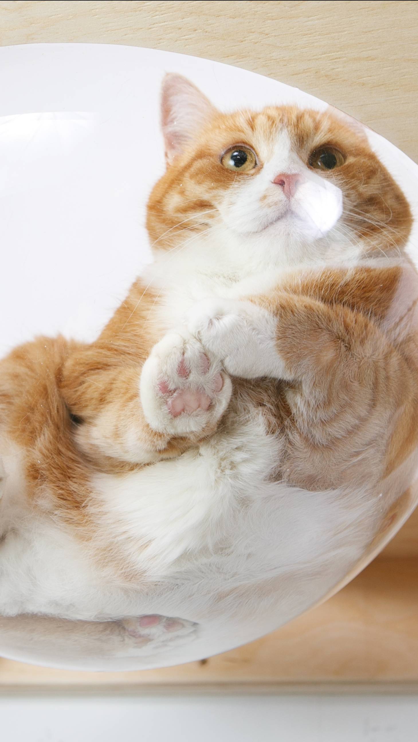 Мой любимый пушистый кот