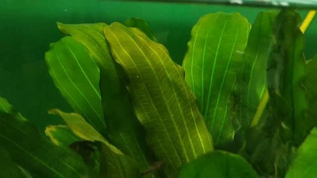 Trầu rubin siêu to khổng lồ - Echinodorus red rubin sword 3 years old