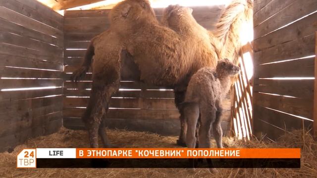 Life: В этнопарке «Кочевник» пополнение