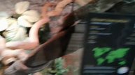 Varanus macraei
