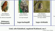 Lind, selts Kakulised, sugukond Kaklased, osa 1 metskakk värbkakk päll india bird andi kassikakk