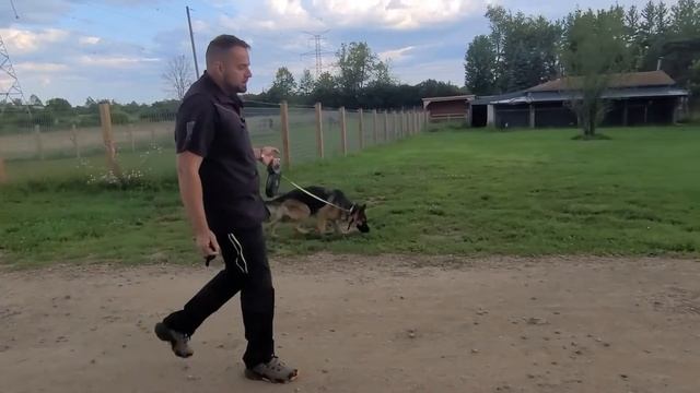 е коллар подзыв пт2