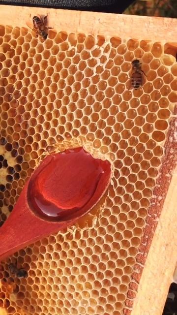 SATISFYING, RAW HONEY,🍯🍯🍯🍯🍯🍯🍯🍯