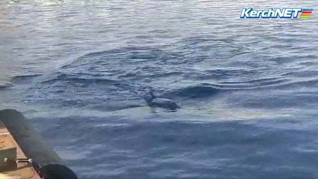На Аршинцевской косе охотятся дельфины