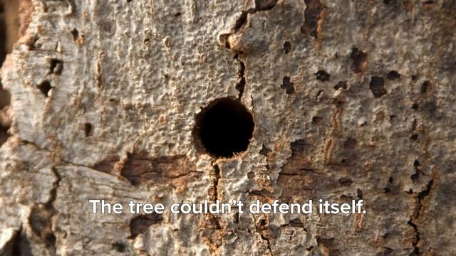 A Story About a Beloved Tree and a Forest Pest
