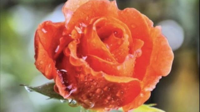 Armand Van Helden - Flowerz