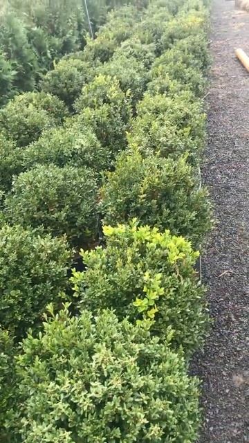 Green velvet selections at Highland Hill Farm. Call us at 215 651 8329