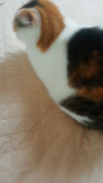Маленький кото-дракончик! ❤️😻🐱🐈🐈⬛🐉