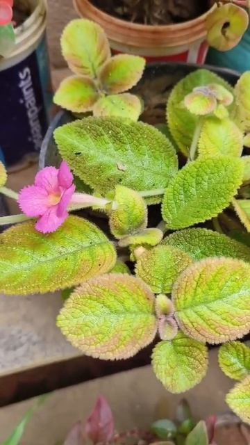 Episcia plant Verity🌺