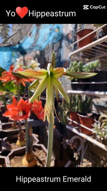 HIPPEASTRUM EMERALD #hippeastrum #amaryllis #lirio #flores #plantas #coleccion YO♥️HIPPEASTRUM