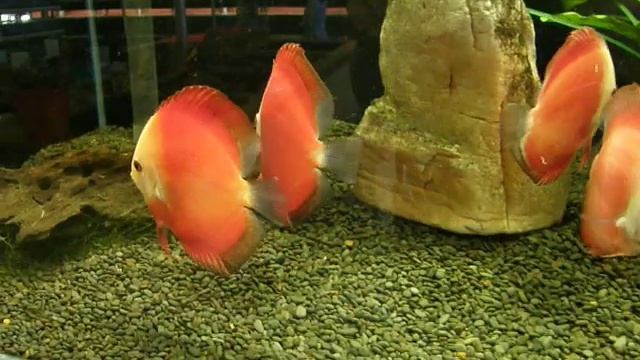Red Melon discus