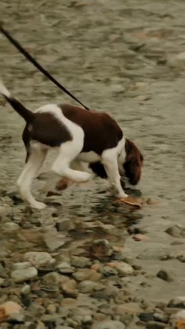 SONY FX30- Springer Spaniel Puppy #fx30 #springer #sonyalpha #4k60fps #springerspaniel