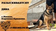 Пропала собака! ДИНА. г. Москва, Коренево-Красково