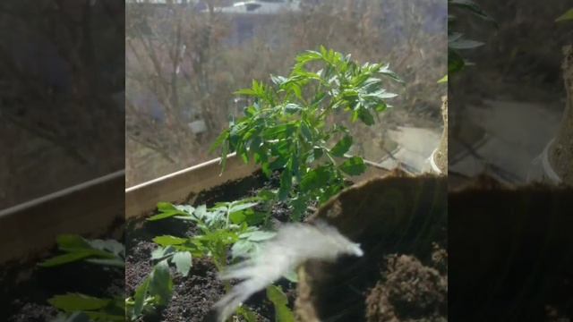 Уголок природы на балконе в апреле. Начало