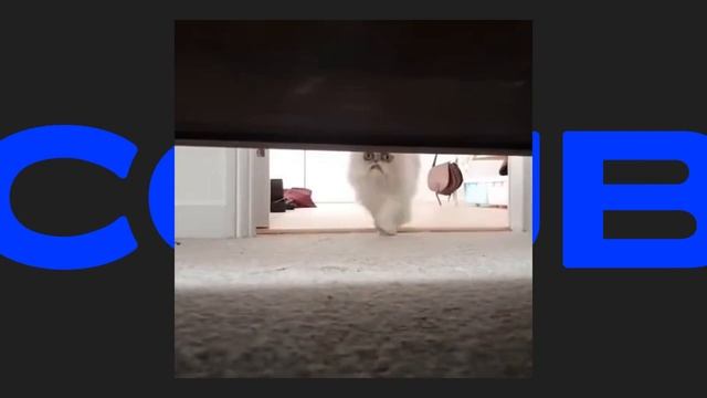 Лучшие COUB'ы с тэгом #CAT за сутки (12 Декабрь 2018) [Best COUBs tagged #CAT]