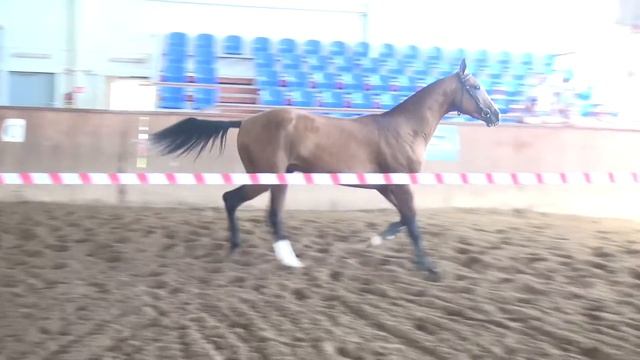Akhal-teke colt ASTEMIR