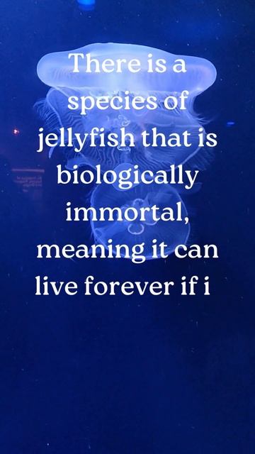 Jellyfish Facts | Fish Facts #shorts
