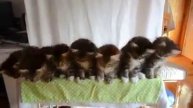Коты жгут
