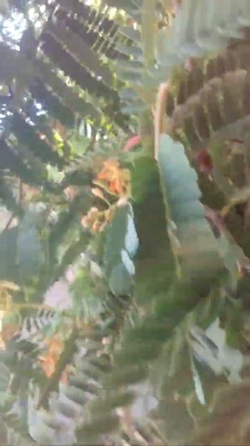 A flower of tamarindow (salamagi or sampalok)