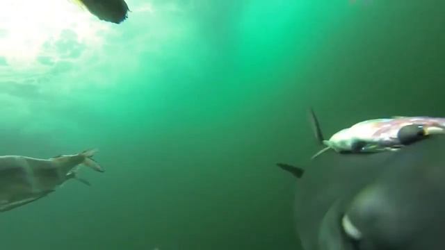 Атака Акулы / SHARK ATTACK / 鲨鱼攻击 /  ฉลามโจมตี  / Sharks Attaque / サメの攻撃 / כרישי התקפה
