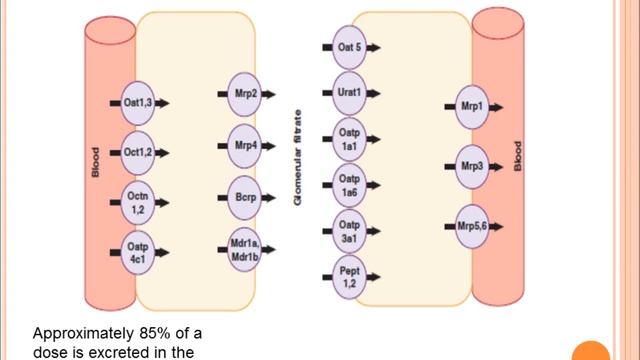 BIOC 3991 A: Toxicity of Caffeine- Audrey Brown