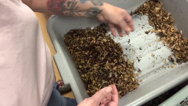 looking at the breeder been at the three week mark, looking for a cocoons vlogmas2 #vermicompost