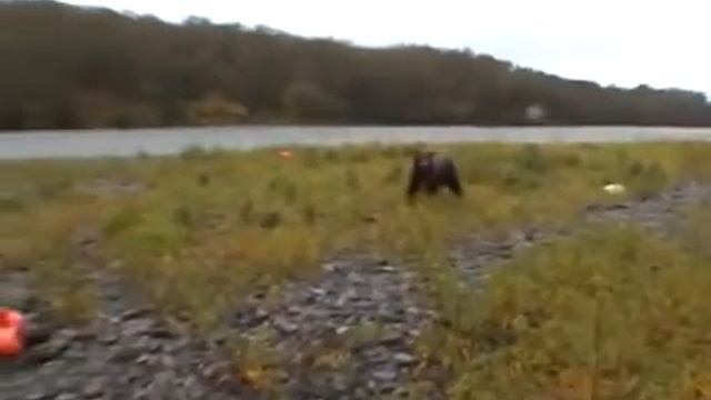 Рыбалка с медведем.