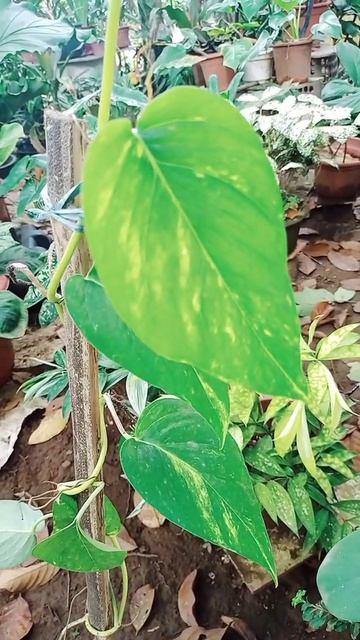 epipremnum pinnatum aurea