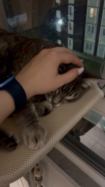 Милый спящий котик у окошка 🐱