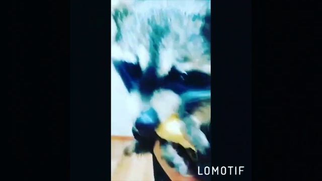 #еноты #енот #енотыросси