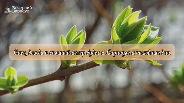 Снег, дождь и сильный ветер прогнозируются на территории Барнаула в выходные дни