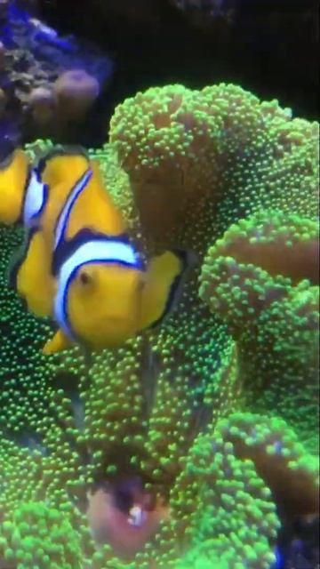 #shorts | My Nemo #clownfish