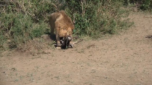 Lion kills a wildebeest ! Close up! Amazing! upsetting too!