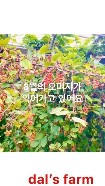 #홍천오미자#달스팜#8월의오미자
