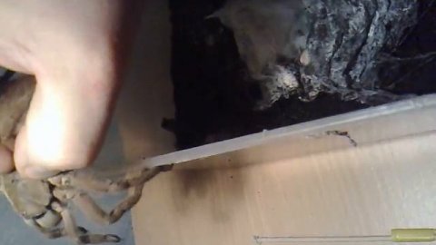 Chilobrachys huahini w ręce.mp4