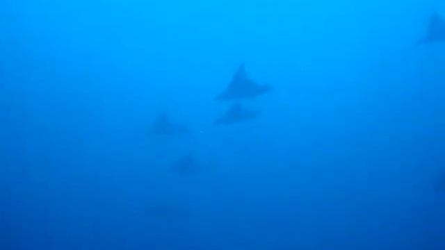 Mobula 4